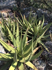 Aloe spicata