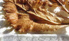 Lichtensteinia trifida