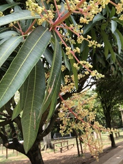 Mangifera indica