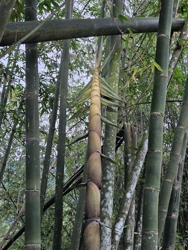 Giant Bamboo (Dendrocalamus giganteus)