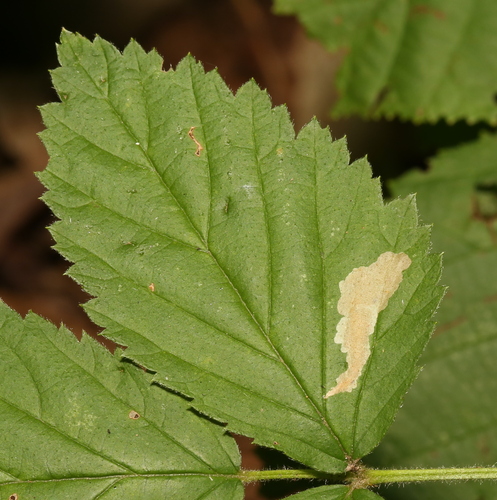 Blackberry Leafminer Moth photo 3