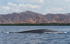Balaenoptera musculus brevicauda