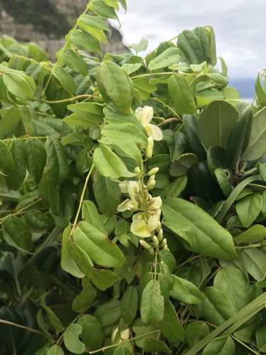 Image of Wisteriopsis japonica by no rights reserved