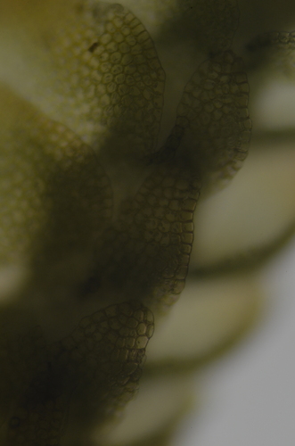 Image of Nardia geoscyphus by no rights reserved