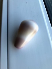 Conus flavidus