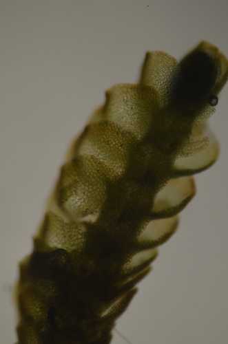 Image of Nardia geoscyphus by no rights reserved