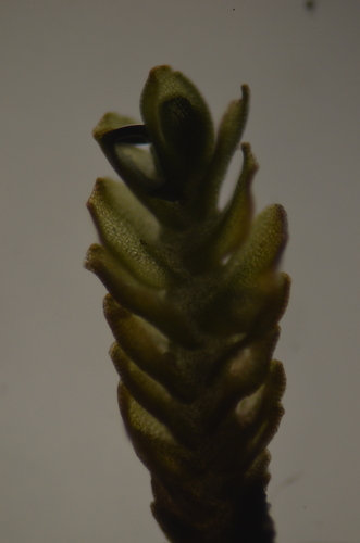 Image of Nardia geoscyphus by no rights reserved