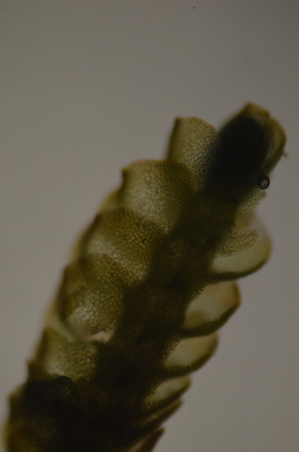 Image of Nardia geoscyphus by no rights reserved