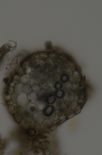 Image of Nardia geoscyphus by no rights reserved