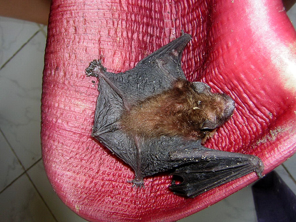 Lesser Bamboo Bat from Regentschap Ende, Oost-Nusa Tenggara, Indonesië ...