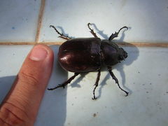 Xylotrupes florensis