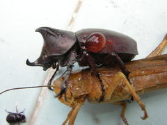 Xylotrupes florensis