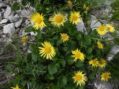 Doronicum columnae