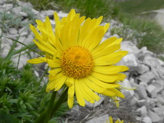 Doronicum columnae
