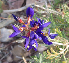Psorothamnus arborescens