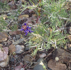 Psorothamnus arborescens