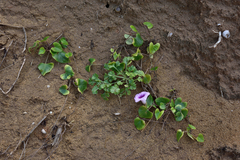 Ipomoea littoralis