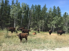 Bison bison athabascae