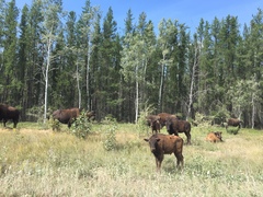 Bison bison athabascae