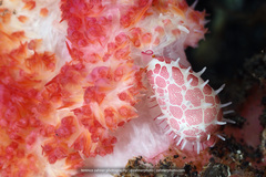 Testudovolva ericae