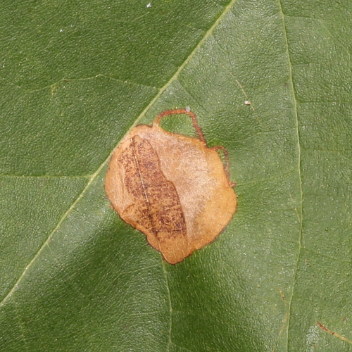Sycamore Leaf Blotch Miner photo 5