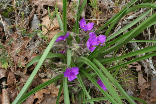 Dwarf spiderwort (Tradescantia longipes)