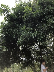 Mangifera indica