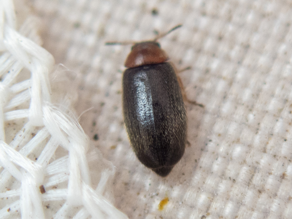 Dasytes erythroderes