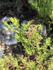 Pollichia campestris