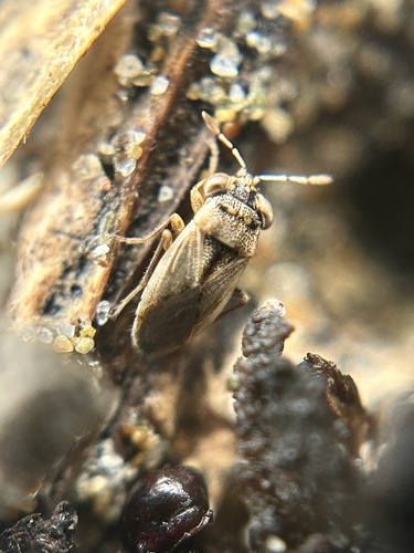 Western Big-eyed Bug photo 3
