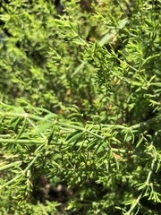 Pollichia campestris