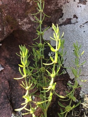 Pollichia campestris