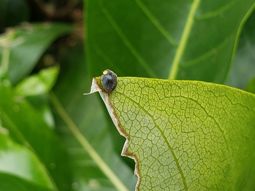 Yellow-shouldered Ladybird photo 5