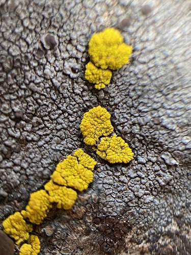 iNaturalist observation photo of Common Goldspeck