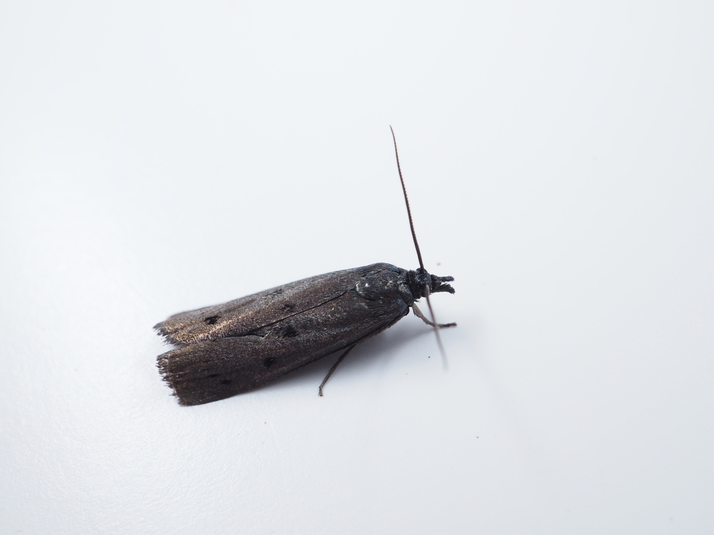 Chrysoteuchia pyraustoides