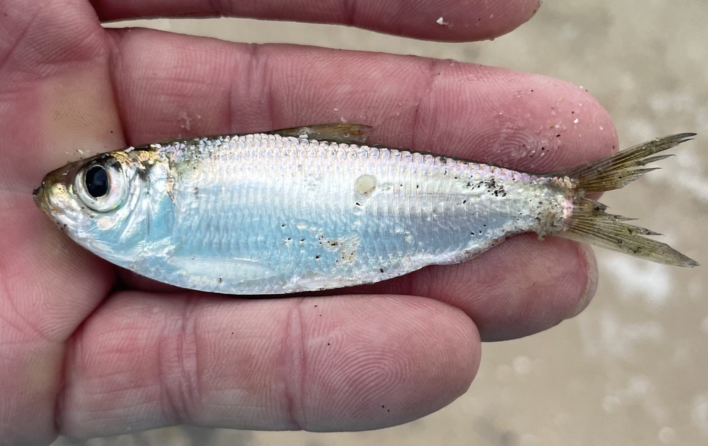 Scaled Sardine from Sebastian Inlet State Park, Vero Beach, FL, US on ...