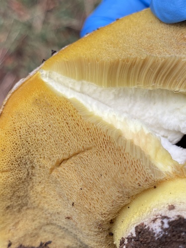 iNaturalist observation photo of Suillus pseudobrevipes