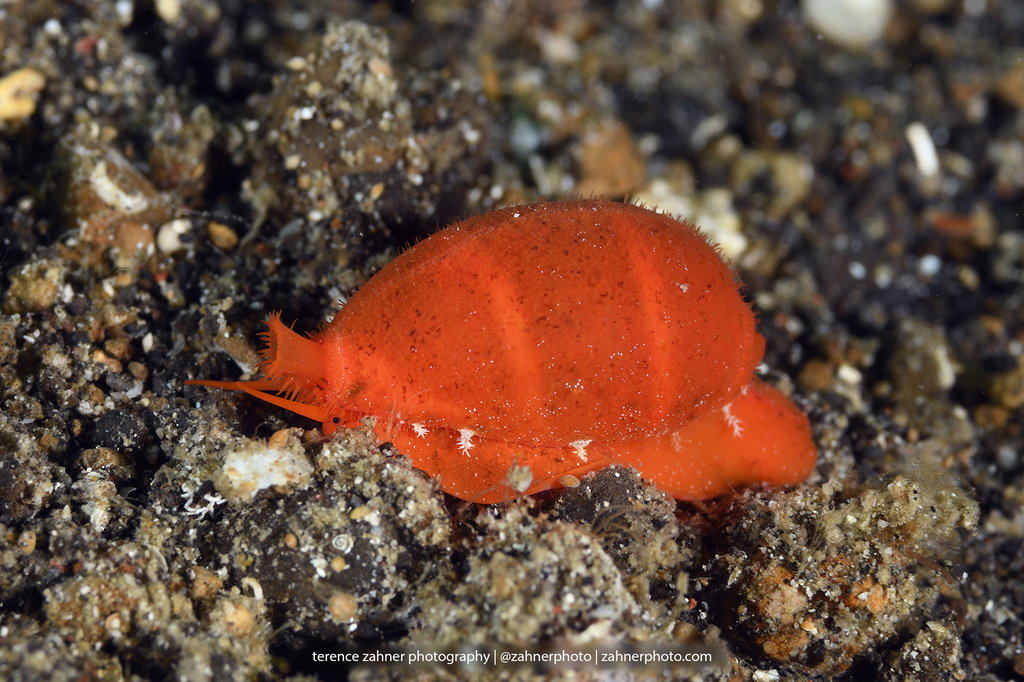 Palmadusta lutea