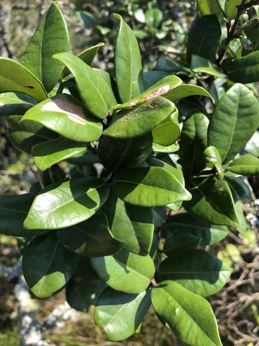 Hairy Eugenia (Eugenia woodii)