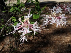 Rhododendron canescens