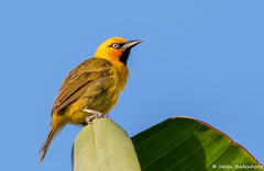 Spectacled Weaver photo 4