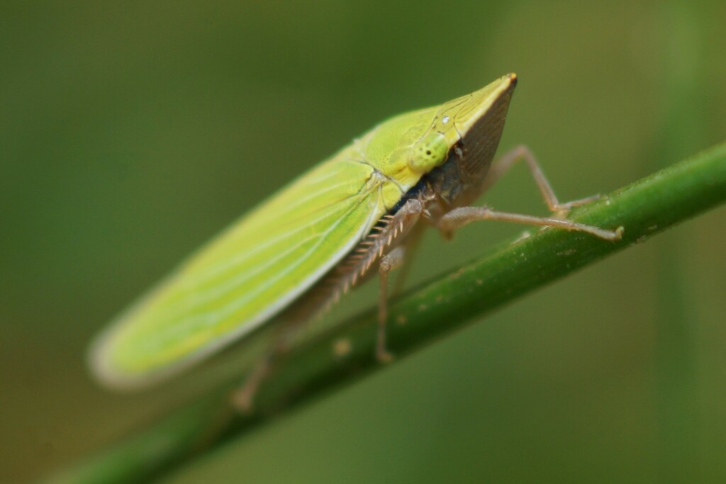 Draeculacephala constricta