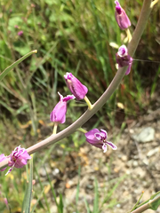 Streptanthus glandulosus glandulosus