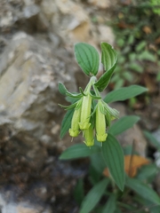 Lithospermum viride