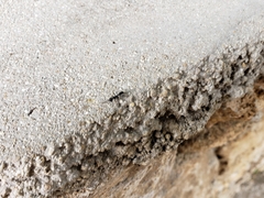 Leptogenys falcigera