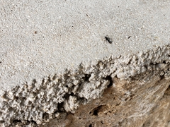 Leptogenys falcigera