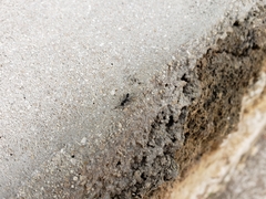 Leptogenys falcigera