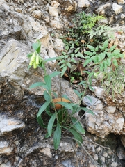 Lithospermum viride