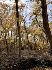 Populus fremontii fremontii