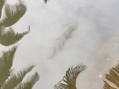 Hemichromis elongatus